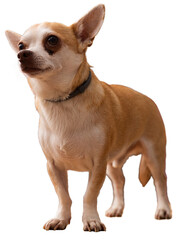 Portrait of Chihuahua dog. Isolated over white background