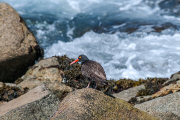 Black Oystercatcher (Haematopus bachmani) at Chowiet Island, Semidi Islands, Alaska, USA