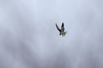 Elanion blaq Elanus caeruleus en vol