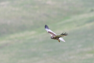 Marsh Harrier Close up, Circus aeruginosus, Hunting, Birds of prey