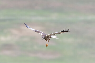 Marsh Harrier Close up, Circus aeruginosus, Hunting, Birds of prey