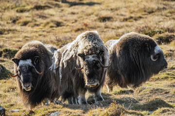 musk ox in norway in dovrefjell relaxing in autumn