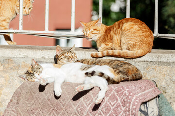 Several stray cats sleep on the fence. Istanbul, Turkey.