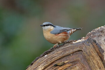 nuthatch