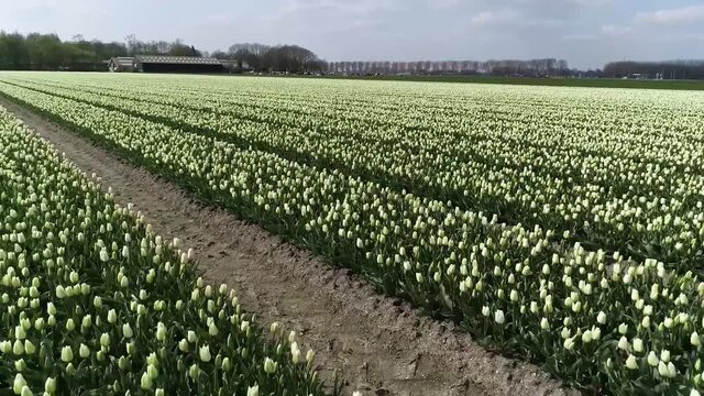 Low altitude aerial view flight over white tulip field showing the straight rows of the bulbous flowers located in the Netherlands typical Dutch scene of a agribusiness farm polder landscape 4k