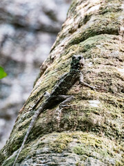 Animal. Amazonia. Lizard
