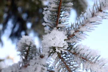 Spruce needles covered with frost.