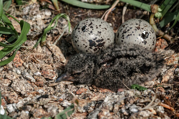 Black Oystercatcher (Haematopus bachmani) chick at Chowiet Island, Semidi Islands, Alaska, USA