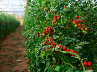 Red ripe tomatoes grow on branches in farm greenhouse