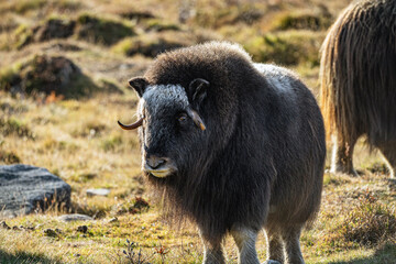 musk ox in norway in dovrefjell relaxing in autumn