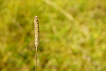 Macro photography of wheat with copy space