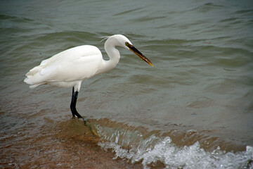 Little egret on the seashore hunts small fish in the waves of the surf.