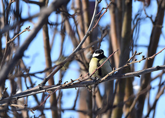 Great tit on a tree branch