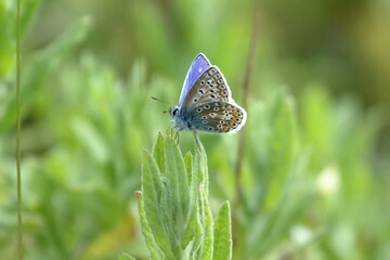 common blue butterfly