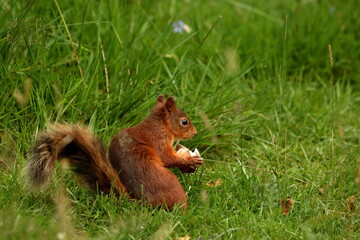 red squirrel