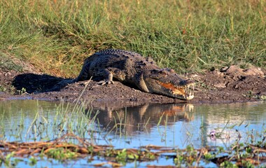 Crocodile