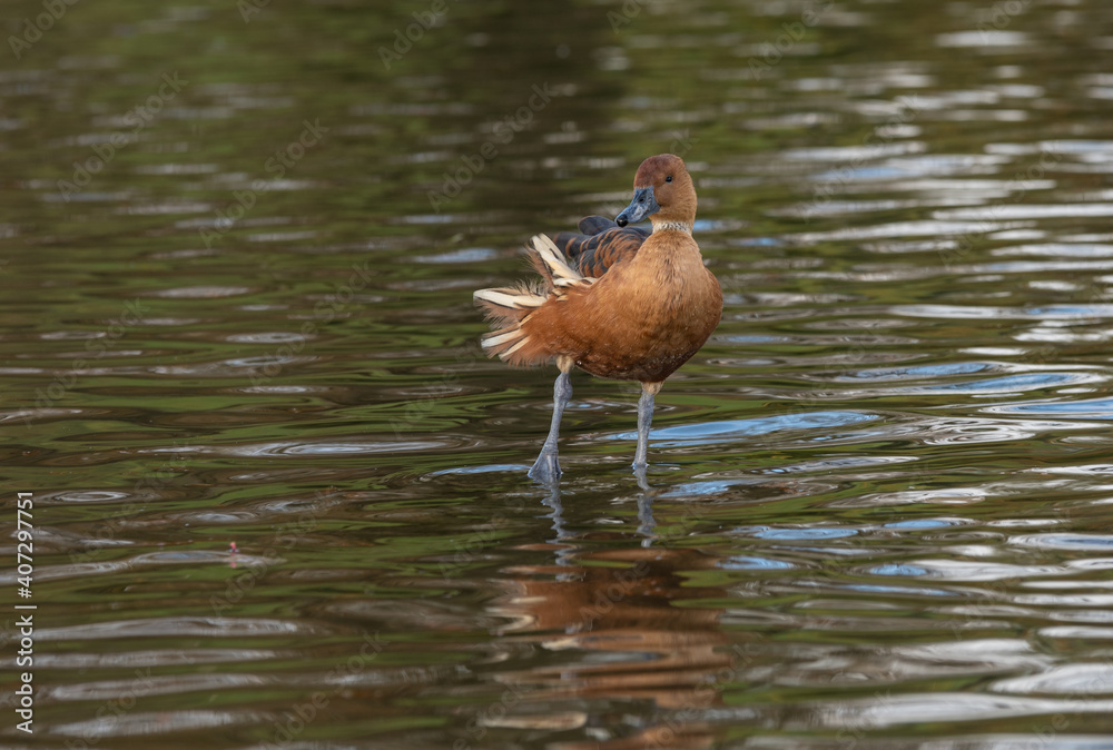 Aufkleber a fulvous whistling duck, genus dendrocygna, also called tree duck stands in the water with one leg 