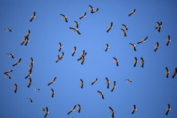 stork migration © Daniel