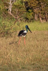 Jabiru