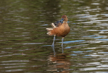 A fulvous whistling duck, genus Dendrocygna, also called tree duck  stands in the water with one...
