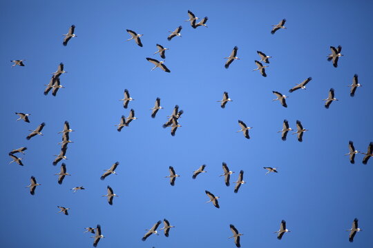 Stork Migration