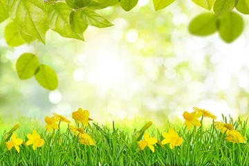 Fototapete Gelb Helle und bunte Blumen von Narzissen auf dem Hintergrund der Frühlingslandschaft mit Frühlingsbäumen und grünem frischem Laub.