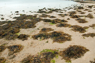 Seaweed on the beach
