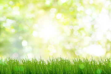 Fototapeta na wymiar Under the bright sun. Abstract natural background with green grass and blurred bokeh background.