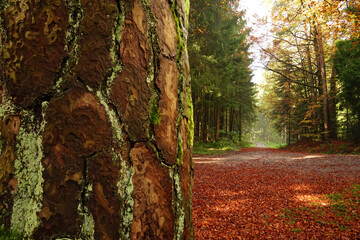 Herbst Wald buntes Laub Färbung