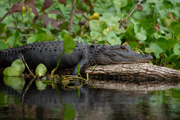 Alligator on a Log