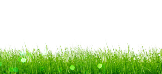 Obraz premium Isolated green grass on a white background.