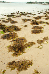 Seaweed on the beach