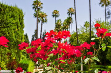 Palm trees in Seville Alcazar gardens, Spain