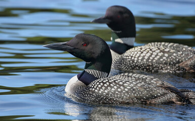 loon in river during summer