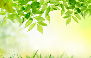 Spring summer background with frame of grass and leaves on nature. Juicy lush green grass on meadow...