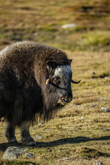 musk ox in norway in dovrefjell relaxing in autumn