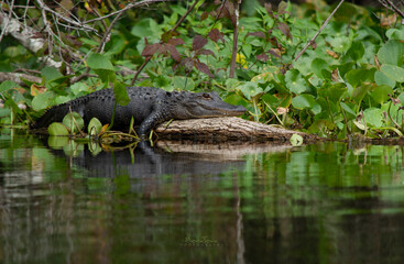 Alligator on a Log