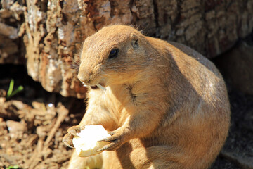 Prairie dog eating a strip of coconut.