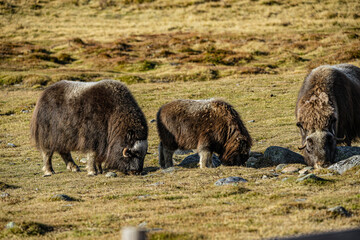 musk ox in norway in dovrefjell relaxing in autumn