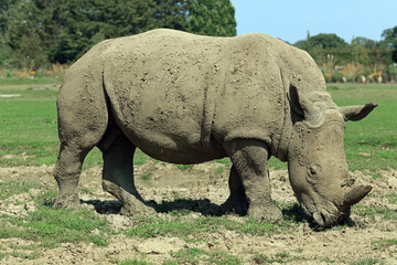 Obraz premium Mud Covered White Rhino Grazing On Grass