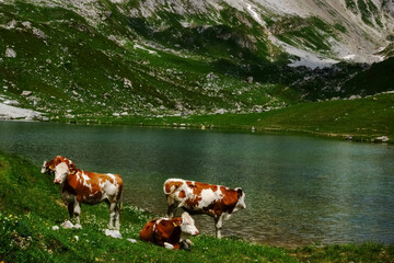Fototapeta na wymiar cows standing on a green meadow on a mountain lake
