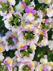 pink and white flowers