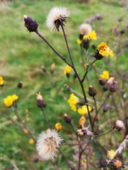 flowers in the field