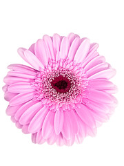 pink Gerbera flower bud head isolated 