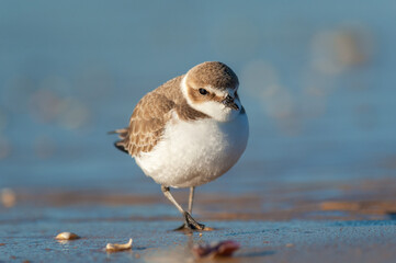 Kentish plover on the sandy seashore