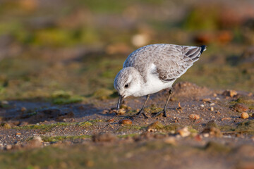 Adult sanderling (Calidris alba) looking for food on sandy beach