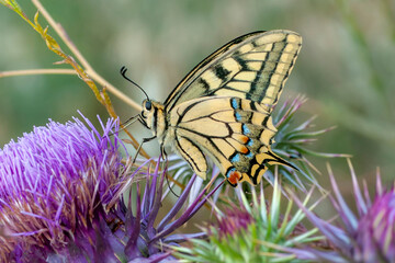 Macro shots, Beautiful nature scene. Closeup beautiful butterfly sitting on the flower in a summer garden.