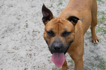 Portrait brown pitbull mix with pointed ears and a black muzzle