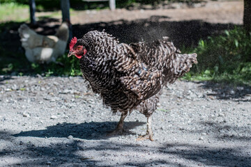 A cute funny chicken shaking sand and dust off its feathers on a summer dirt road