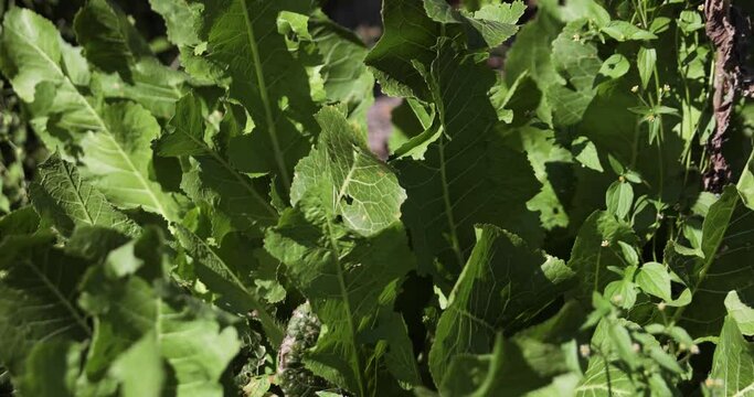 The leaves of green horseradish stir in the wind in summer. Large green leaves.